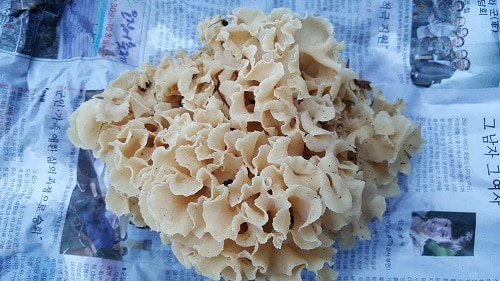 자연산꽃송이버섯1kg